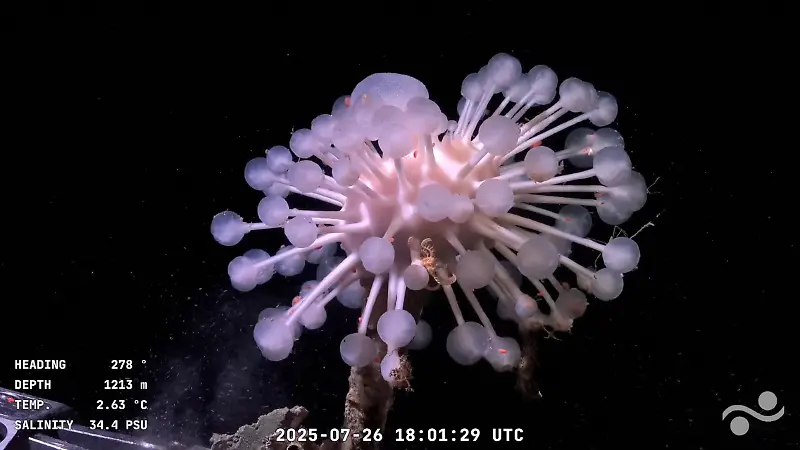 Expedición al fondo del mar 3